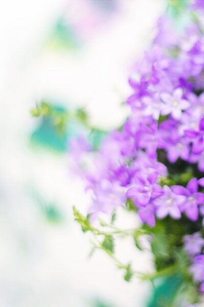 purple-flowers-2191635_1280